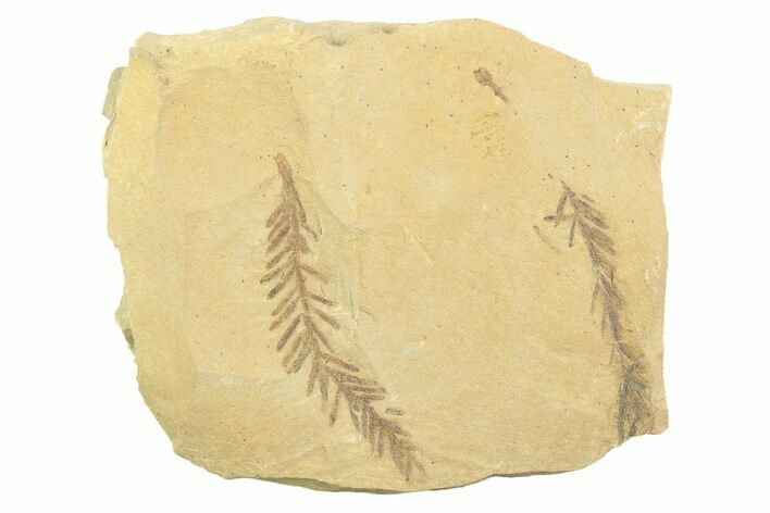 Shale With Dawn Redwood (Metasequoia) Fossils - Montana #356493
